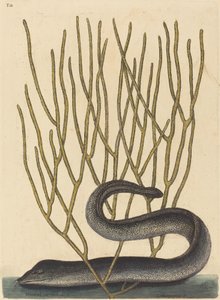The Black Muray av Mark Catesby