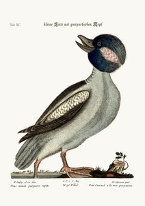 Buffelens hodeand, 1749-73 av Mark Catesby