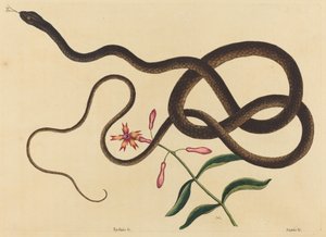 The Coach-Whip Snake (Coluber flagellum) av Mark Catesby