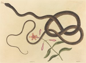 The Coach-pisk Snake (Coluber flagellum) av Mark Catesby