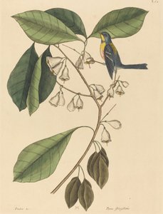 Finch Creeper Parus americanus, utgitt 1731-1743. av Mark Catesby