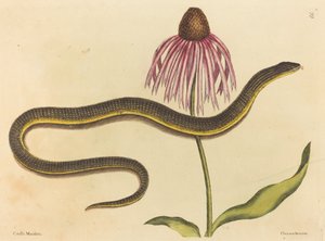 Glasslangen (Anguis ventralis)