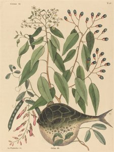 The Globe Fish (Tetrodon lagocephalus) av Mark Catesby