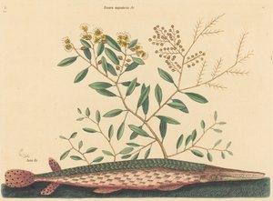 The Green Gar Fish (Esox osseus) av Mark Catesby