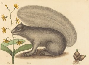 The Grey Fox Squirrel Sciurus cinereus, utgitt 1731-1743. av Mark Catesby