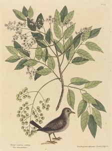 The Ground Dove (Columba passerina) av Mark Catesby
