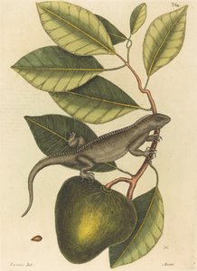 Guana Lacerta Iguana, utgitt 1731-1 av Mark Catesby