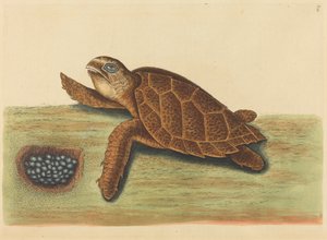 The Hawks-bill Turtle (Testudo caretta)