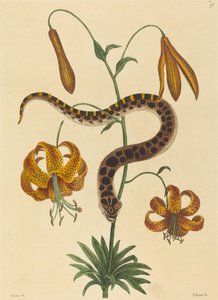 Hog-nese Snake (Boa contortrix) av Mark Catesby
