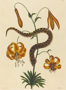 Hog-nese Snake (Boa contortrix)