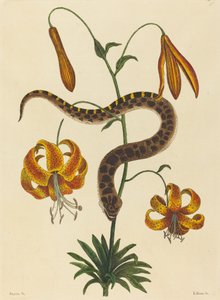 The Hog-nose Snake Boa contortrix, utgitt 1731-1743. av Mark Catesby