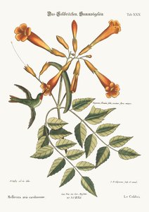The Hummingbird, 1749-73 av Mark Catesby