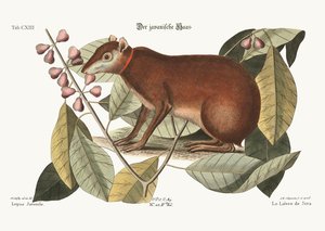 Javaharen, 1749-73 av Mark Catesby