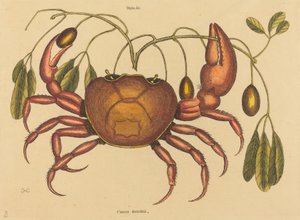 Landkrabben Cancer ruricola, utgitt 1731-1743. av Mark Catesby