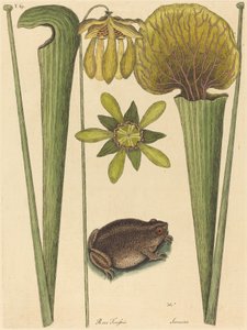 Landfrosken Rana, utgitt 1731-1743. av Mark Catesby