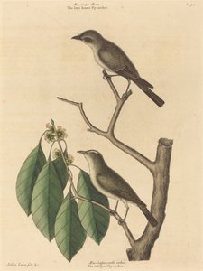 Den lille brune fluesnapperen, utgitt 1731-1743. av Mark Catesby