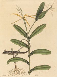 Lyon-øglen (Lacerta 6-lineata) av Mark Catesby