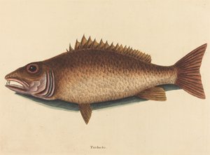 The Mangrove Snapper Labrus Griseus, publisert av Mark Catesby