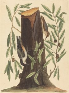 The Nuthatch Sitta Europaea, utgitt 1754. av Mark Catesby