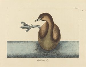 The Pied-billed Dobchick (Colymbus podiceps) av Mark Catesby