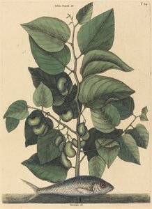 The Pilchard Argentina carolina, utgitt 1731-1743. av Mark Catesby