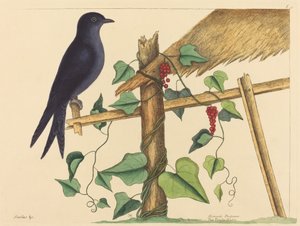 The Purple Martin (Purple Martin) av Mark Catesby