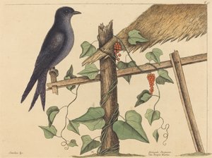 The Purple Martin (Purple Martin) av Mark Catesby