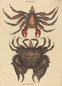 Den rødflekkede steinkrabbe (Cancer grapsus)