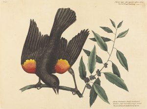 The Red Winged Starling Oriolus phoeniceus, utgitt 1754. av Mark Catesby