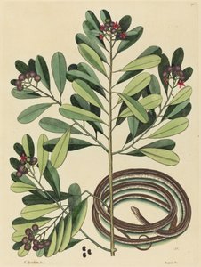 The Ribbon Snake (Coluber saurita) av Mark Catesby