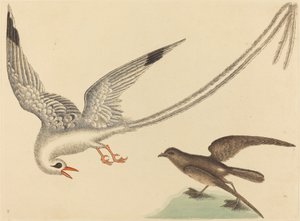 Risfuglen Emberiza oryzivora, utgitt 1731-1743. av Mark Catesby