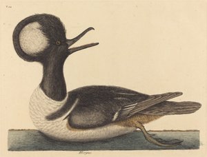 The Round Crested Duck Mergus cucullatus, utgitt 1731-1743. av Mark Catesby
