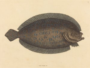 The Sole Pleuronectes lunatus, utgitt 1731-1743. av Mark Catesby