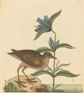 The Soree Rallus Virginianus, utgitt 1731-1743. av Mark Catesby