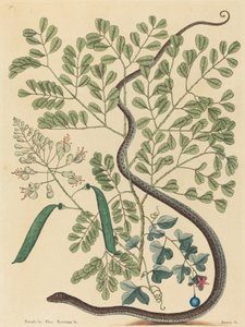 The Spotted Ribbon Snake (Coluber nebulosus?) av Mark Catesby