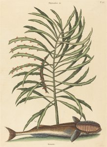 Den sugende fisken Echeneis naucratis, utgitt 1731-1743. av Mark Catesby