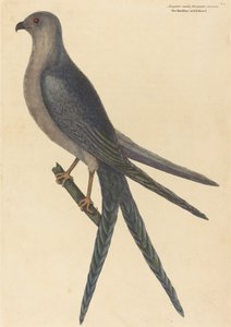 The Swallow Tail Hawk Falco furcatus, utgitt 1754. av Mark Catesby