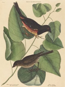 The Towhe Bird Fringilla erythrophthalma, utgitt 1754. av Mark Catesby