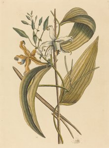 Vanelloe Epidendrum Vanilla, utgitt 1731-1743. av Mark Catesby