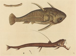Viper-munnen (Silurus cataphractus) av Mark Catesby