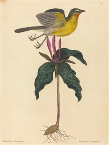 The Yellow-breasted Chat, publisert 1754. av Mark Catesby