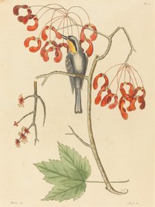 The Yellow Throated Creeper, utgitt 1754. av Mark Catesby