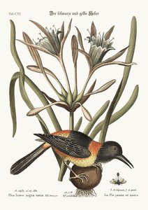The Yellow and Black Pye, 1749-73 av Mark Catesby
