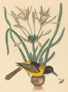 The Yellow and Black Pye Oriolus Icterus, utgitt 1731-1743. av Mark Catesby