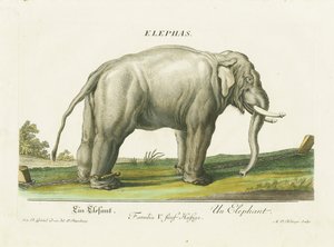 Asiatisk elefant i lenker av Martin Elias Ridinger