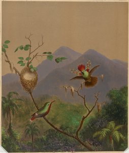 Brasilianske kolibrier III av Martin Johnson Heade