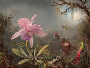 Cattleya Orchid og Three Hummingbirds av Martin Johnson Heade