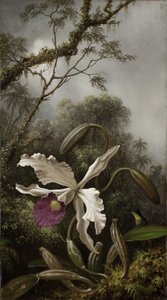 Kolibri med hvit orkide, 1875-1885