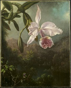 Orkidé blomstrer av Martin Johnson Heade