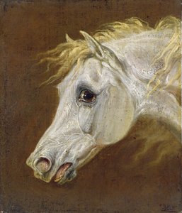 Hodet til en grå arabisk hest (olje på lerret på panel)